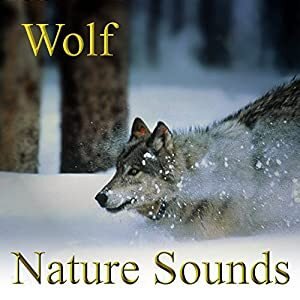 Why Nature Sounds Help You Relax, According To Science Image
